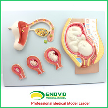 ANATOMY15(12453) Embryonic Development Process Model, Development from Unfertilized Ovum to 9th Month